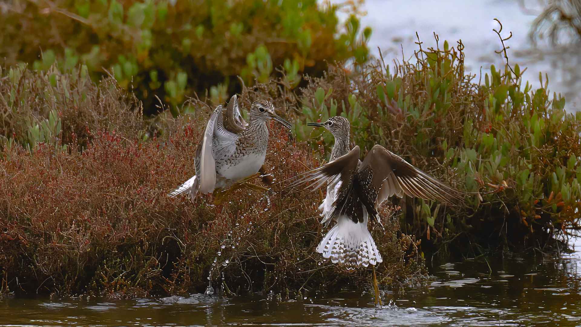Wood Sandpiper
